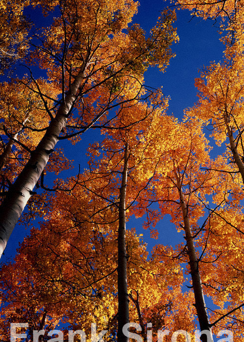 Aspen Sky Durango San Jose National Forest © Frank Sirona