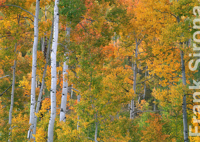 Aspen Transition Uncompahgre National Forest © Frank Sirona